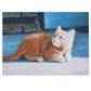 Jigsaw Puzzle - Orange Kitten