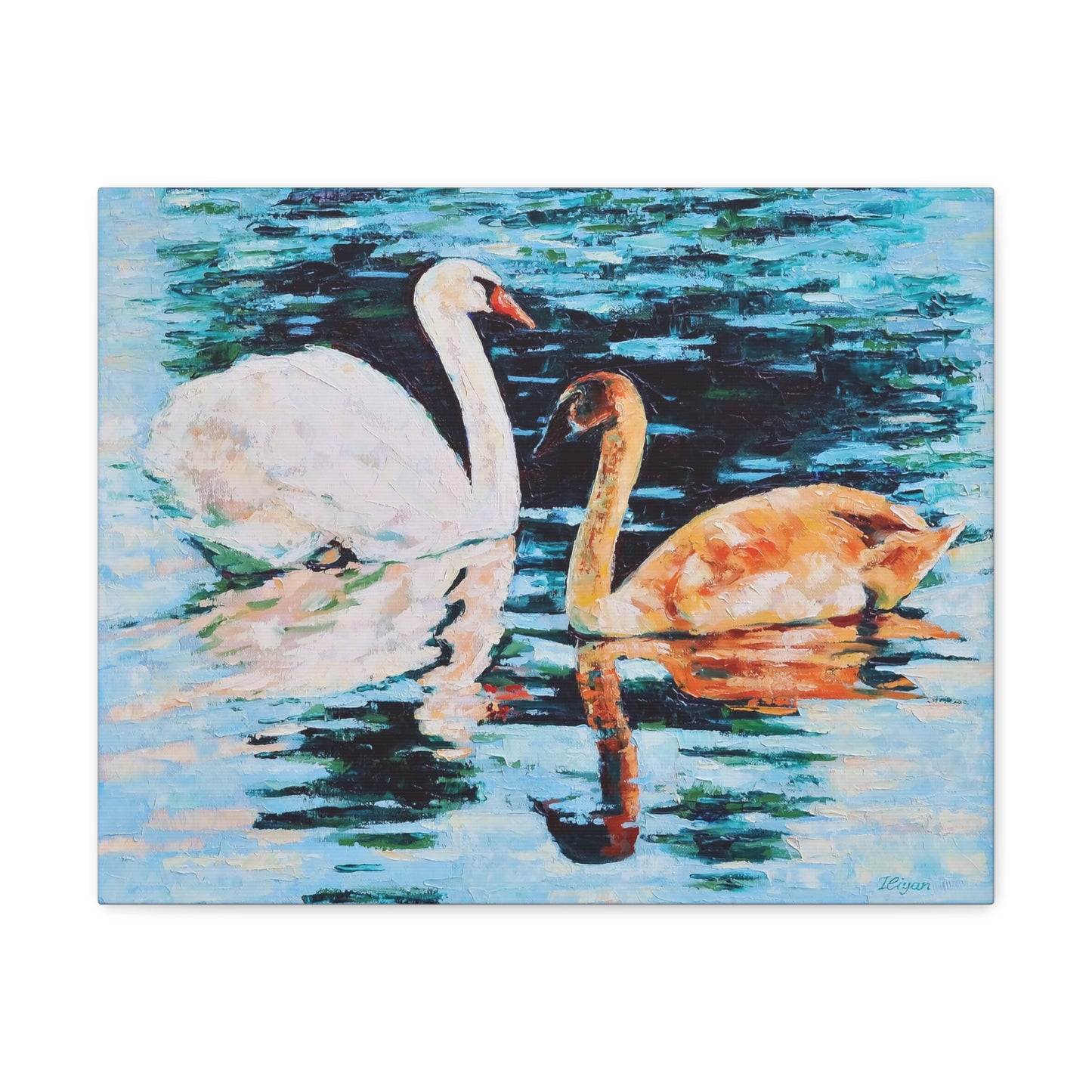 Swans on Lake with Reflections - Canvas Print