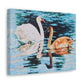 Swans on Lake with Reflections - Canvas Print