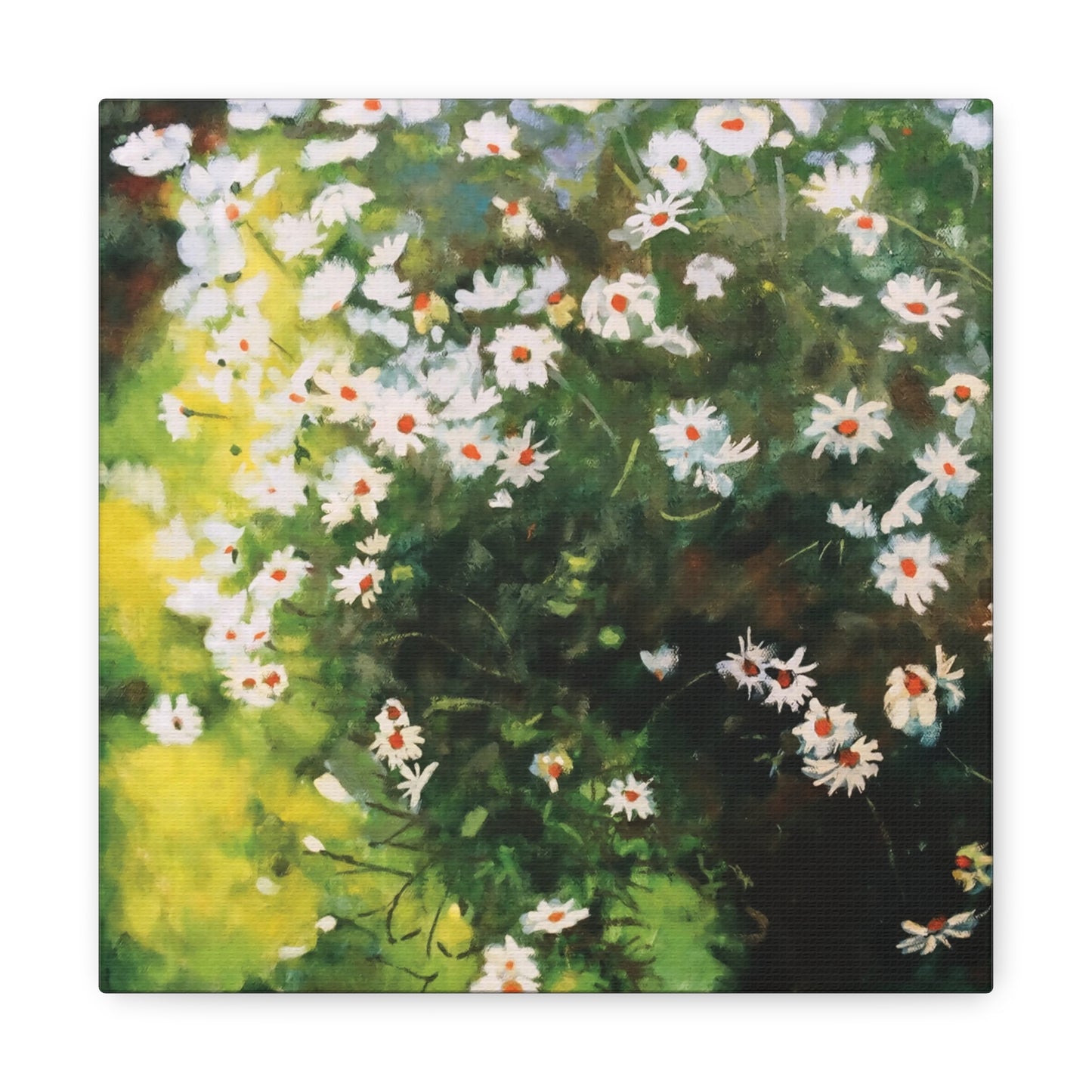 Daisies - Square Canvas Print