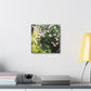 Daisies - Square Canvas Print